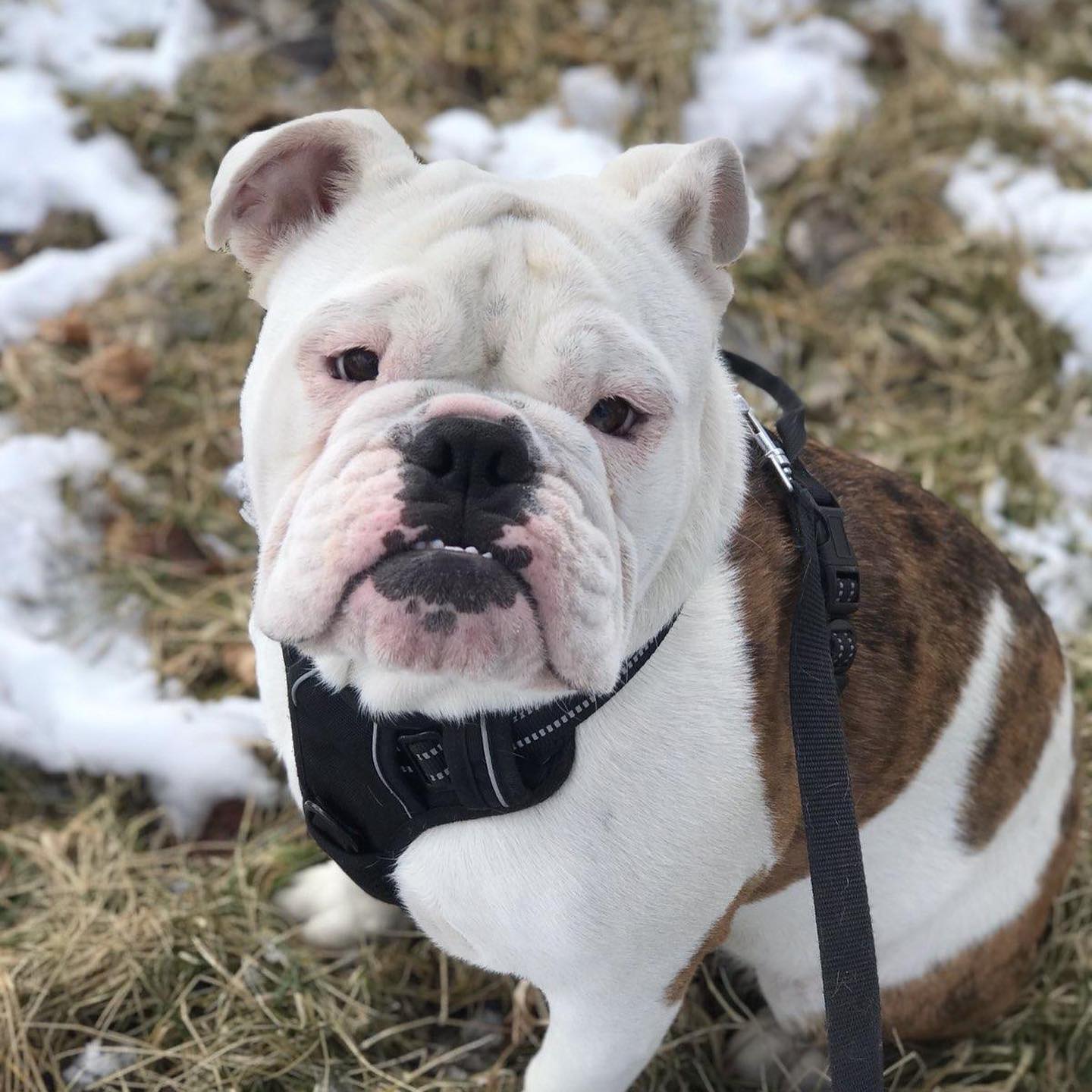 Right Rail Dog Image